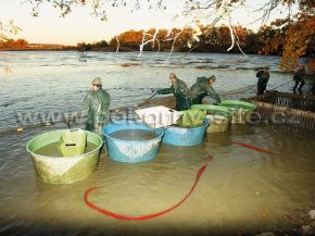 Bild von Fischbehälter / Fischbottich - rund